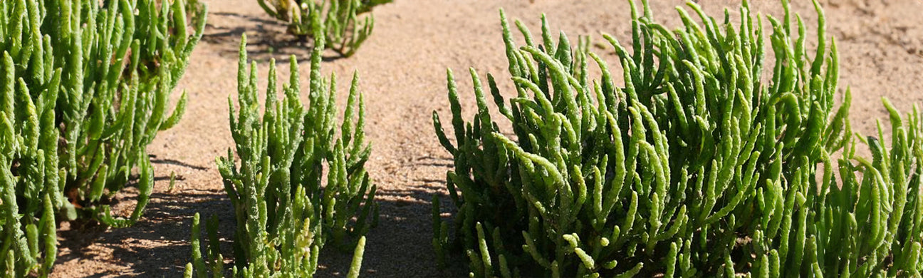 Salicornia Herbacea