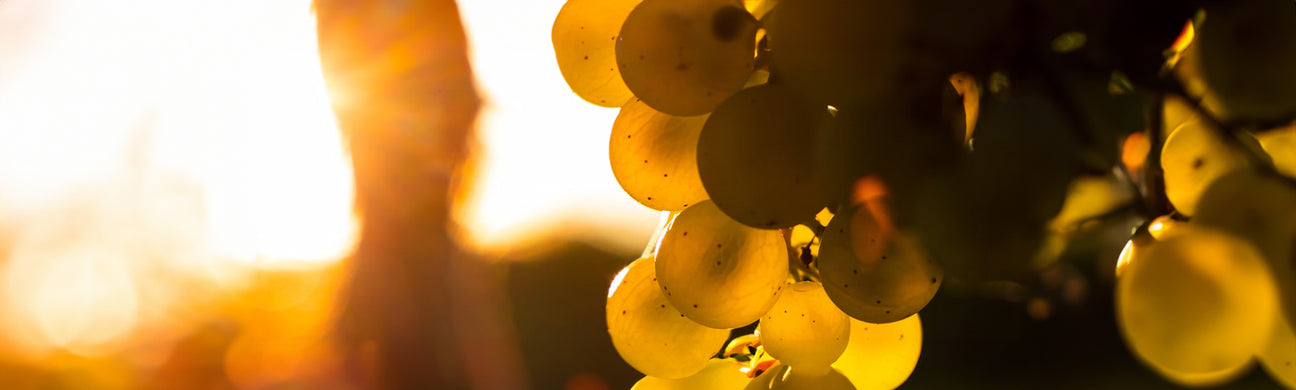 Grape Seed Oil